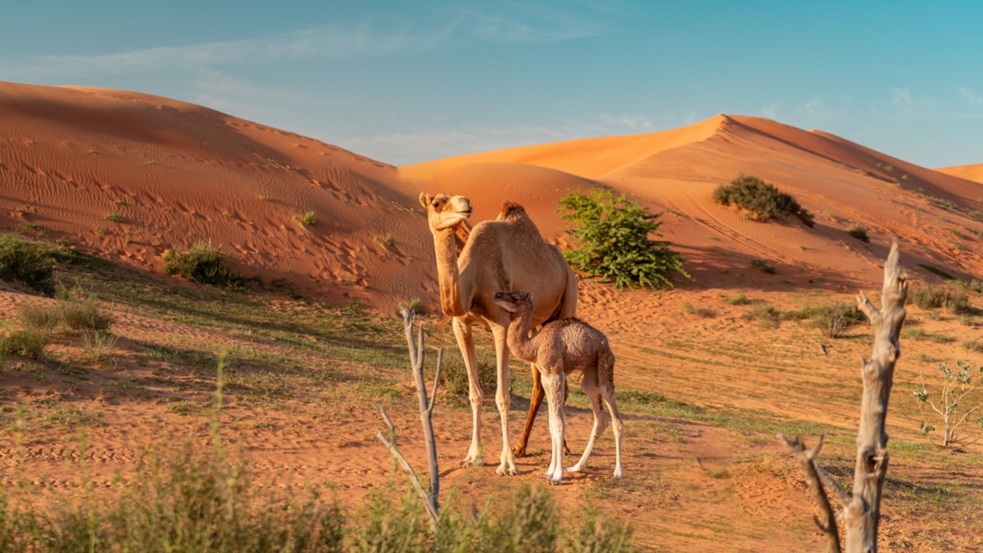 Day Trips from Dubai to Ras Al Khaimah