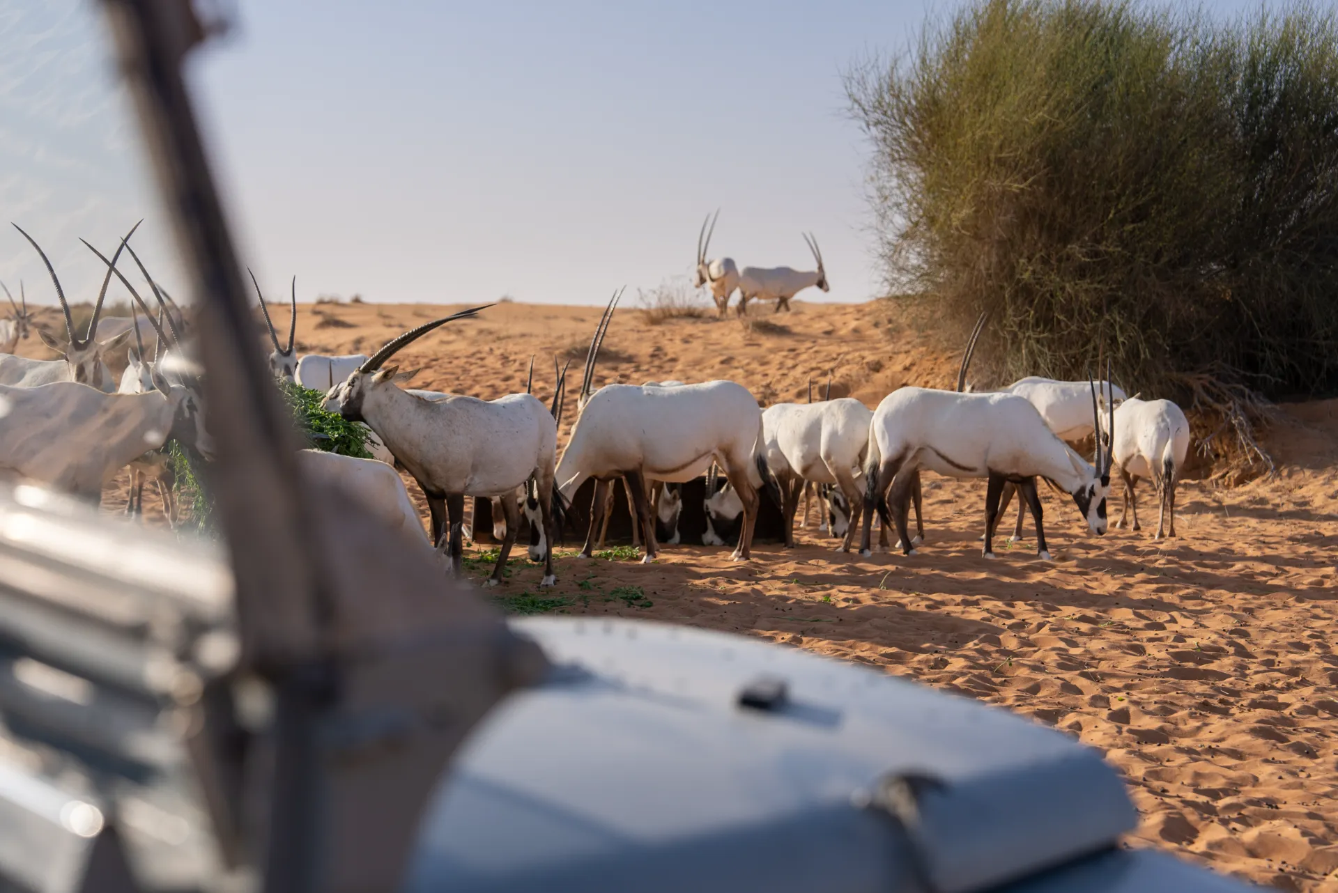 Land Rovers Moments Heritage Desert Safari Experience