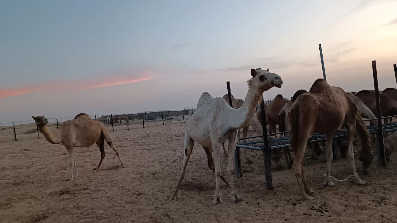 Evening Safari With VIP Sahara Desert Fortress