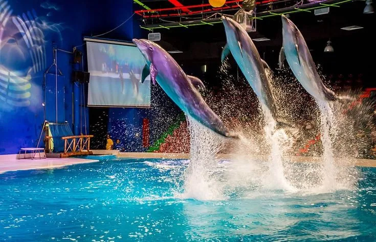 Dubai Dolphinarium Show