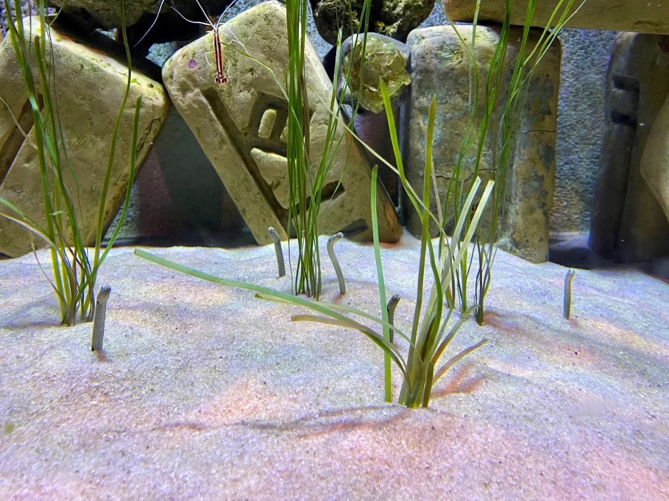 The Lost Chambers Aquarium Dubai