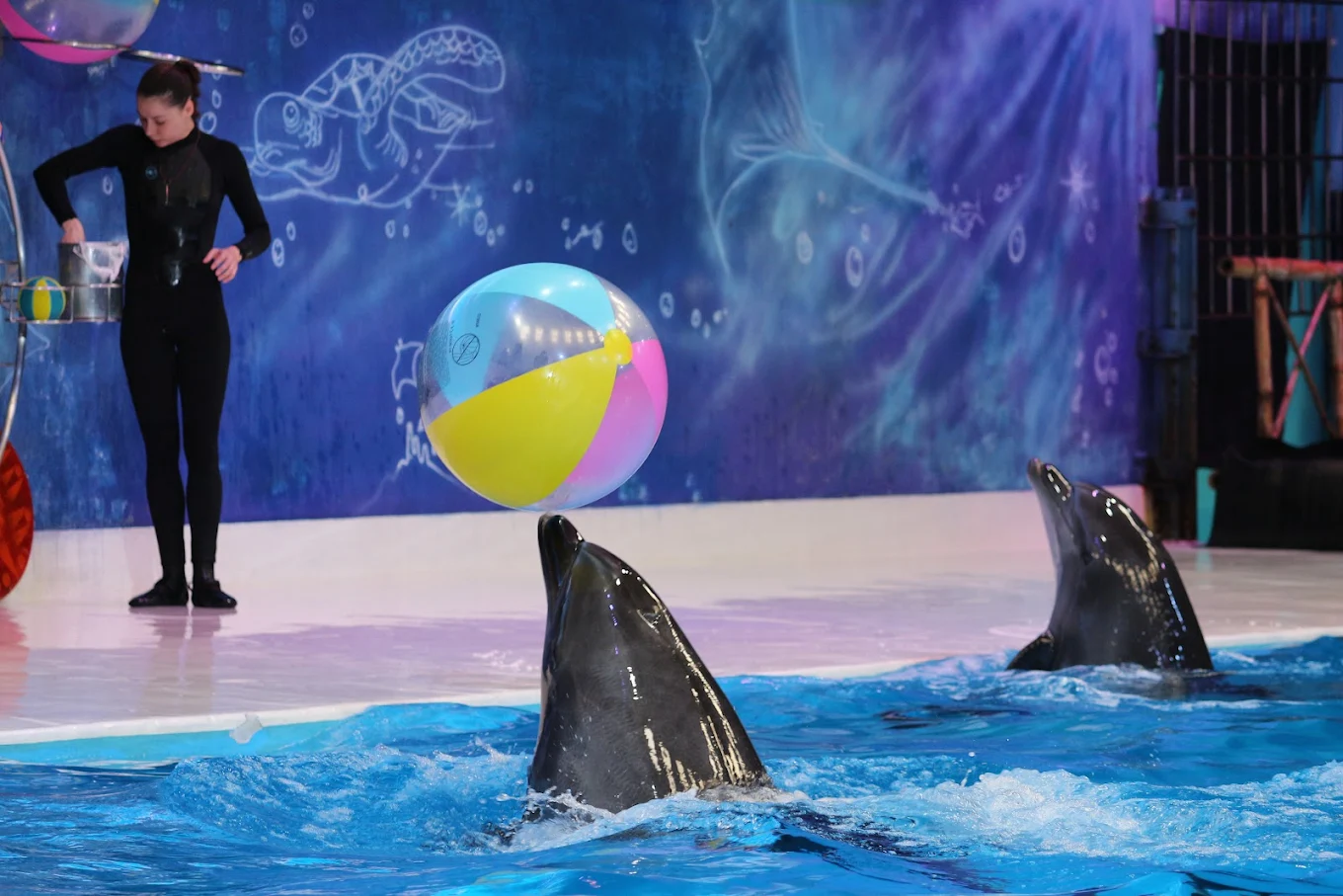 Dubai Dolphinarium Show