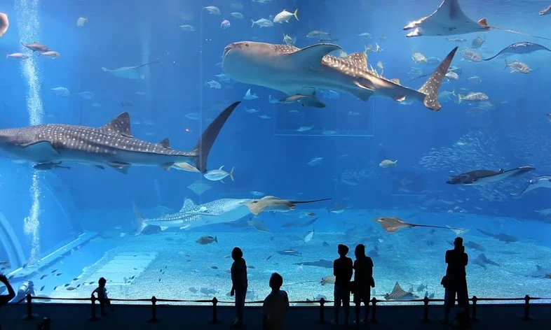 Dubai Aquarium & Underwater Zoo