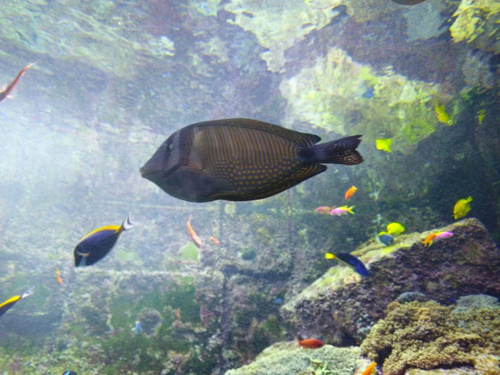 The Lost Chambers Aquarium Dubai