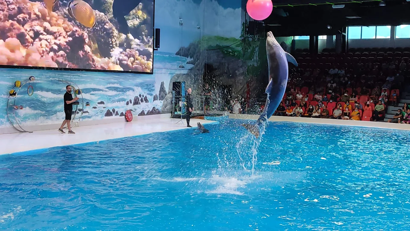 Dubai Dolphinarium Show