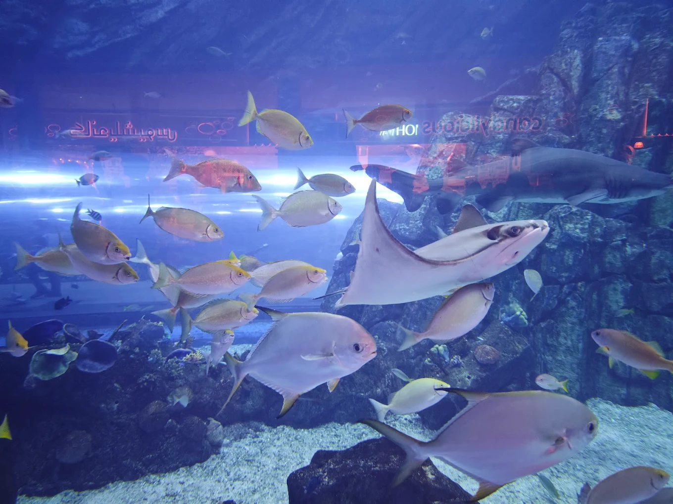 Dubai Aquarium & Underwater Zoo
