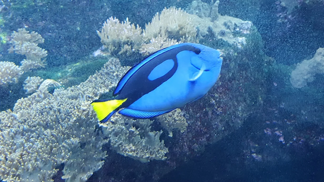 The Lost Chambers Aquarium Dubai