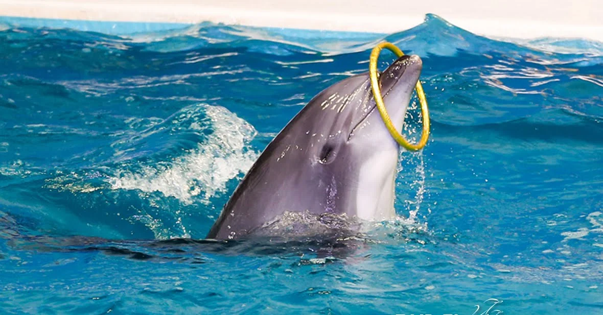 Dubai Dolphinarium Show
