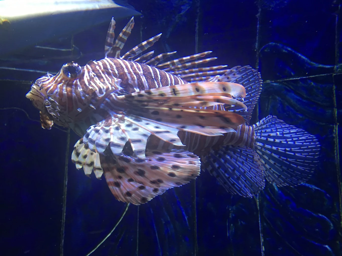 The Lost Chambers Aquarium Dubai