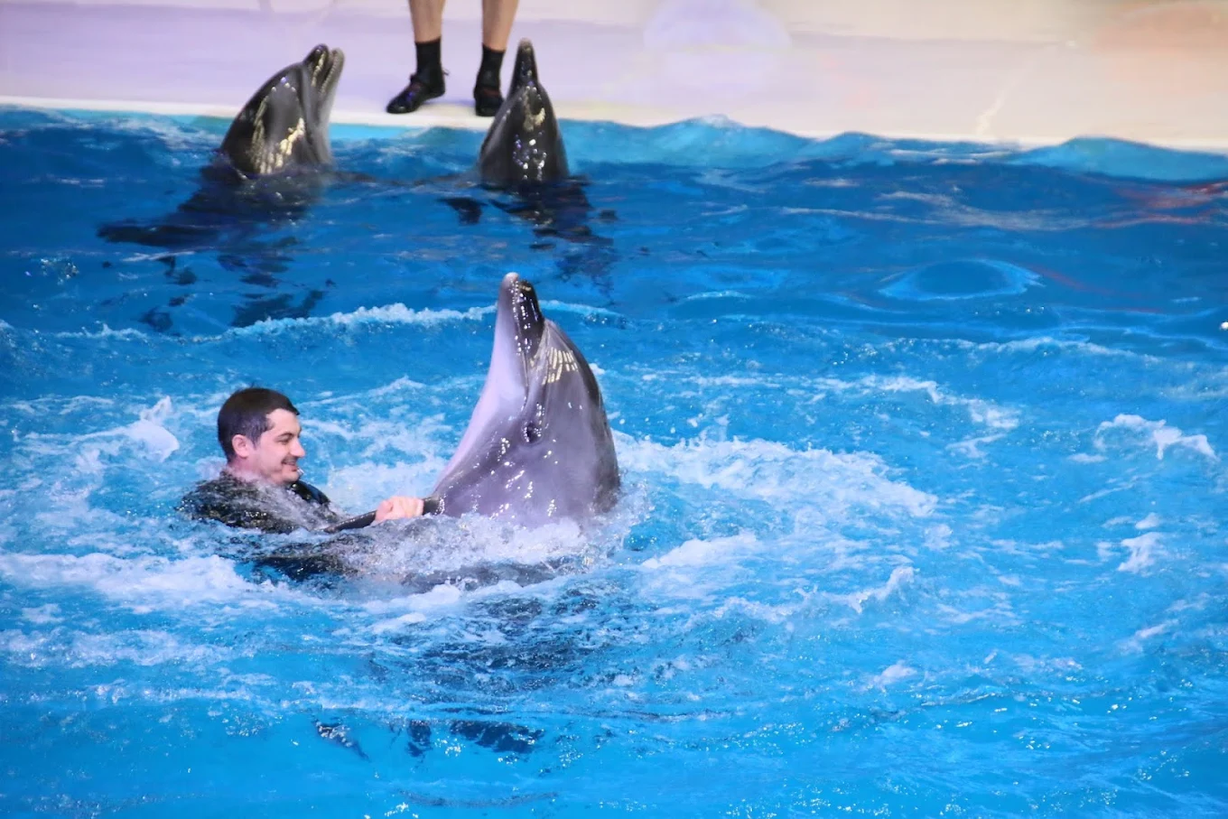 Dubai Dolphinarium Show