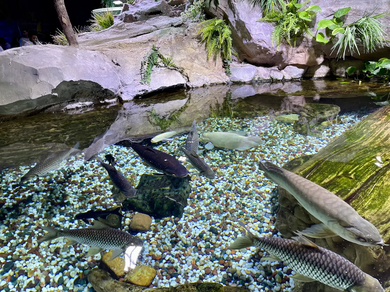Dubai Aquarium & Underwater Zoo