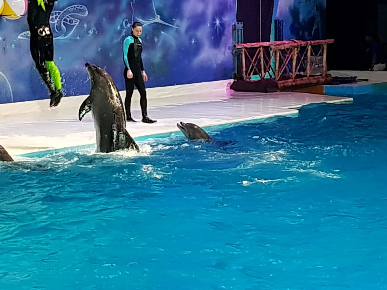 Dubai Dolphinarium Show