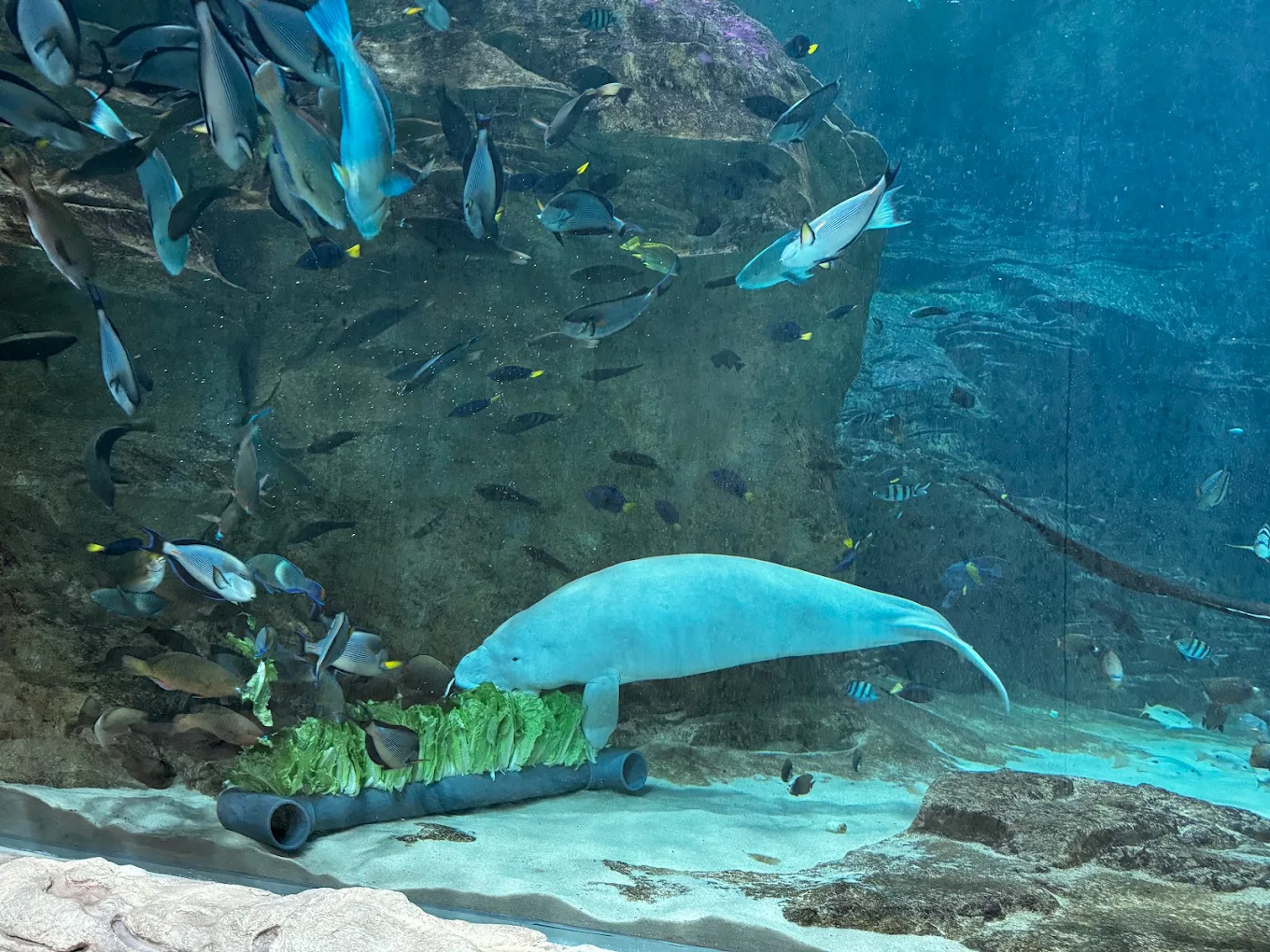 Seaworld Yas Island Abu Dhabi