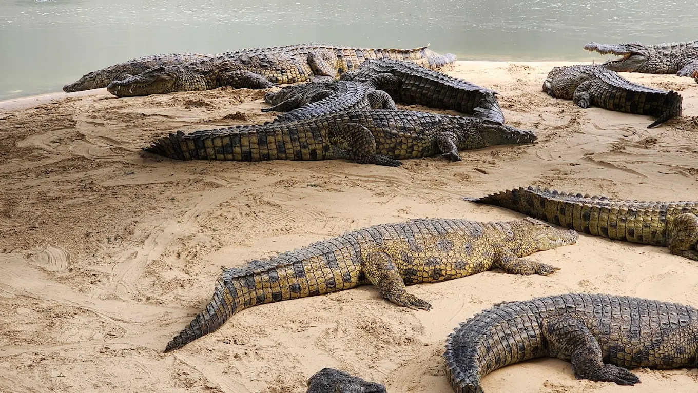 Dubai Crocodile Park