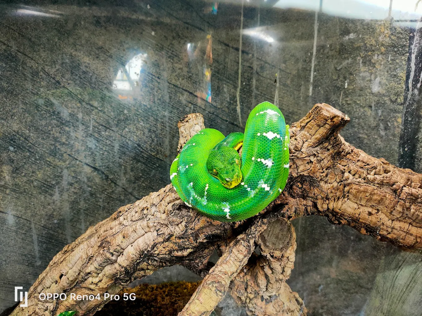The Green Planet Dubai