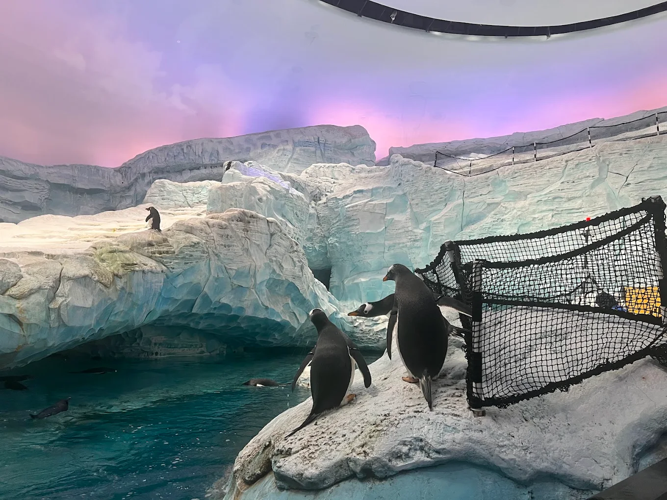 Seaworld Yas Island Abu Dhabi