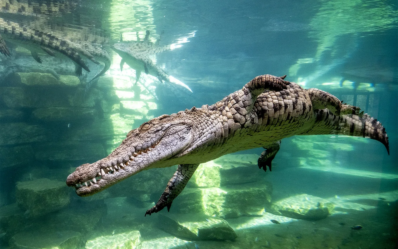 Dubai Crocodile Park