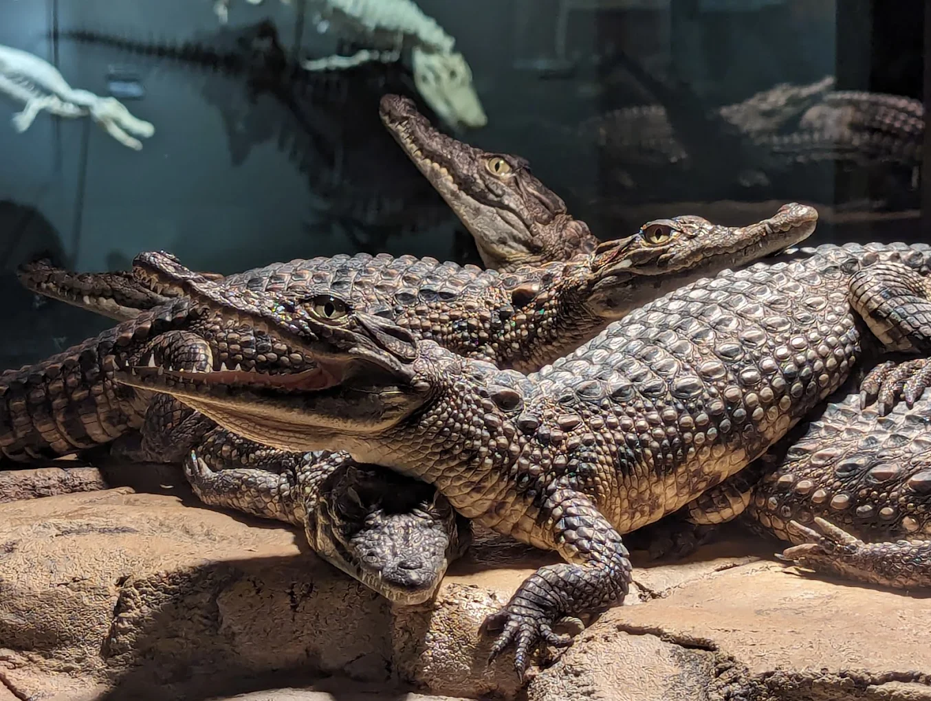 Dubai Crocodile Park