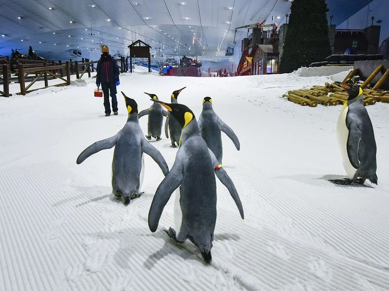 Indoor Ski Dubai