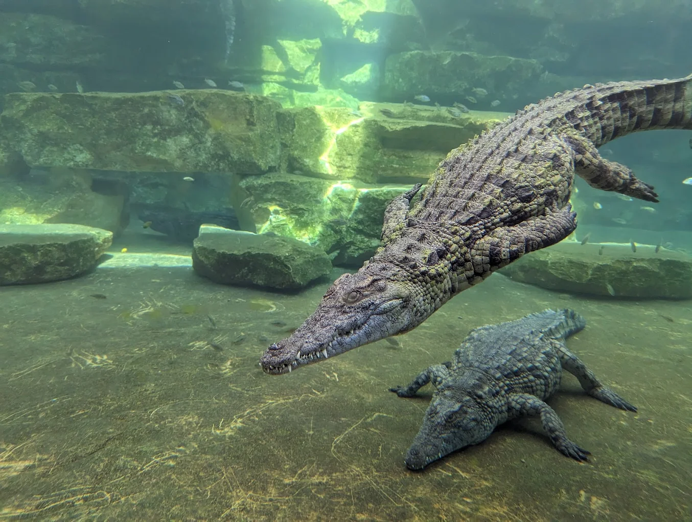 Dubai Crocodile Park
